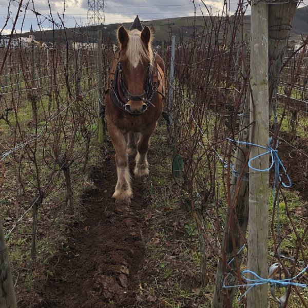 New in the old vines