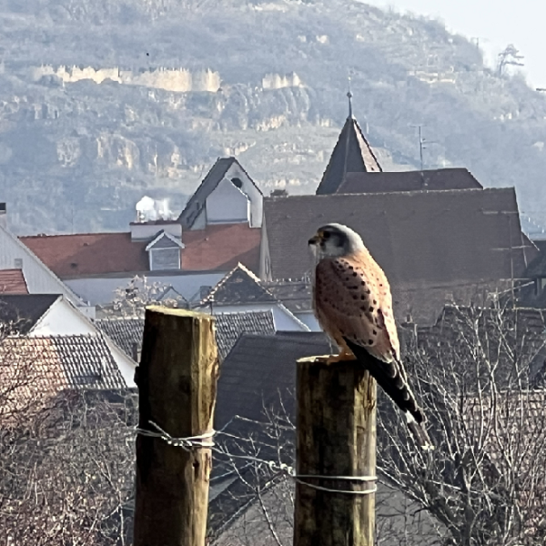 Turckheim seen from the Riesling Grand Cru Brand