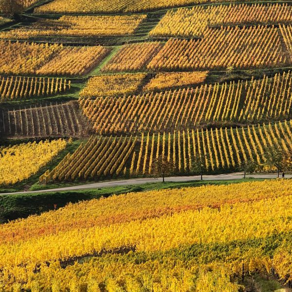 End of the 2020 harvest