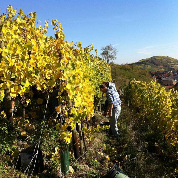 Gewurztraminer Vendanges Tardives 2018