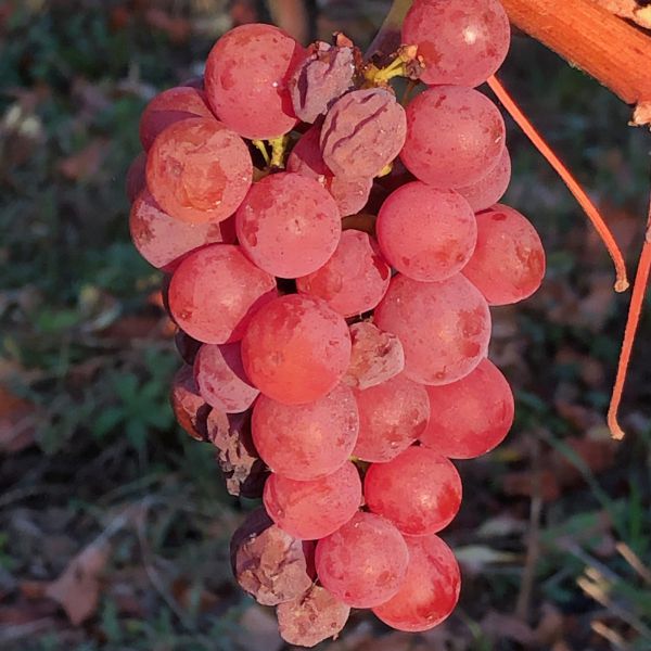 Fine wines in prospect for the 2021 vintage